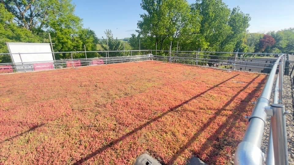 Sedum green roof installation with edge protection by SRB Services.